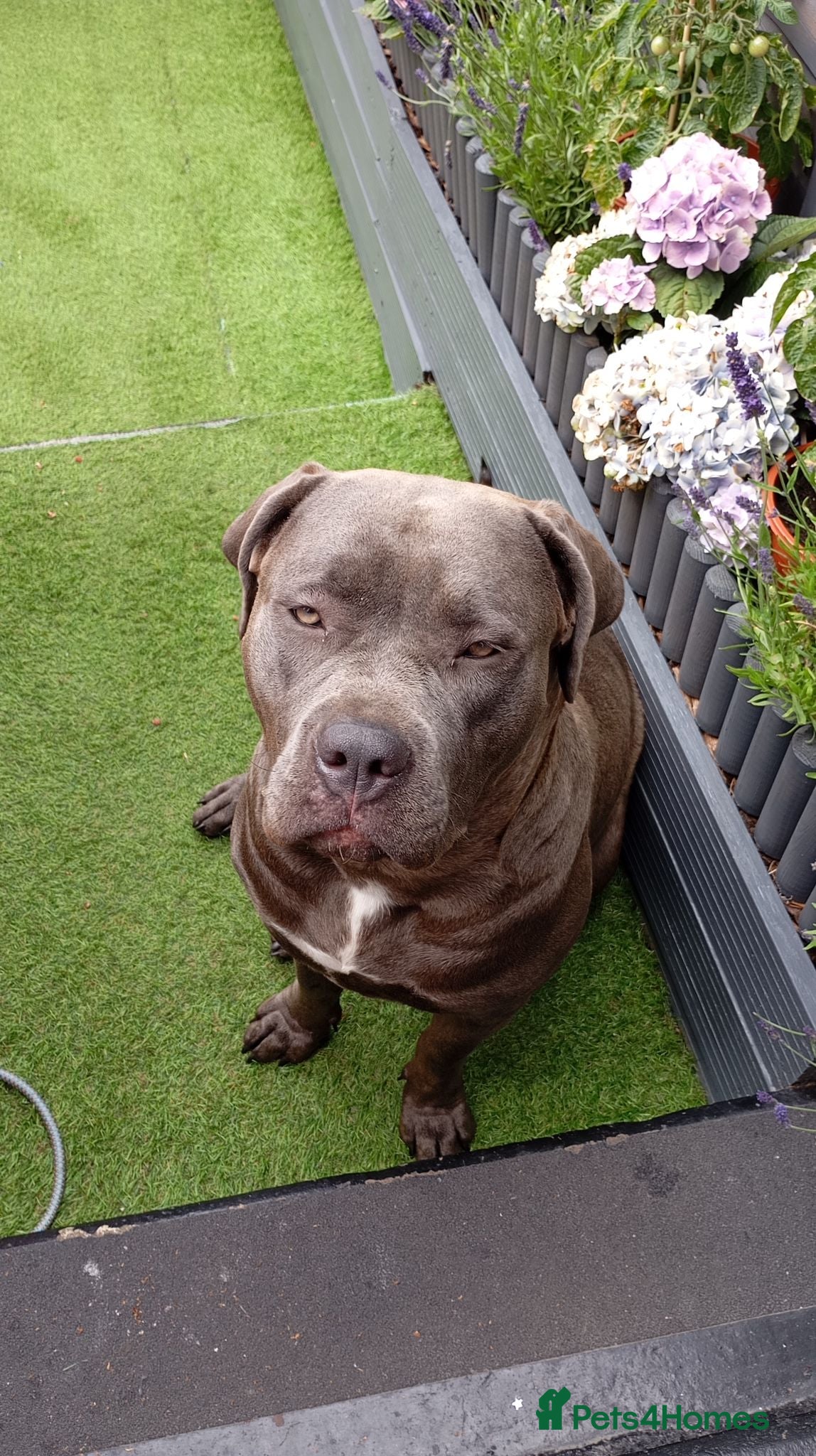 Bandog dogs Amber looking new sweet home ♥️ - Advert 2