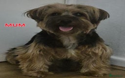 Yorkshire Terrier dogs for sale: Full pedigree Yorkshire terrier  - Image 9