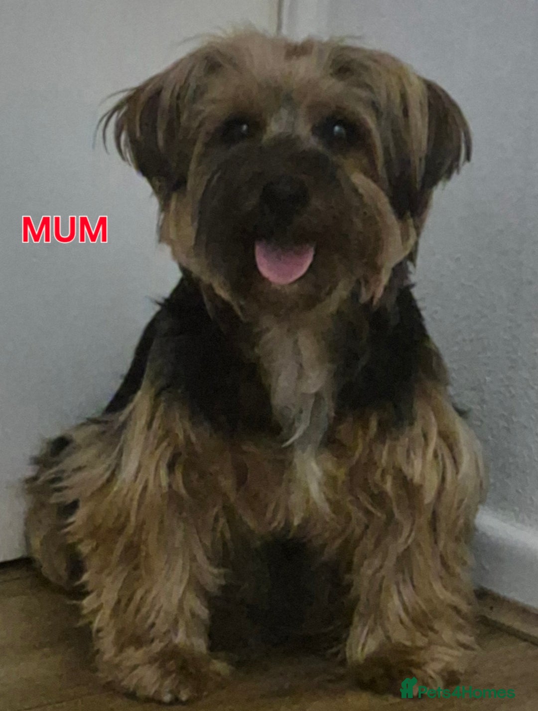 Yorkshire Terrier dogs for sale: Full pedigree Yorkshire terrier  - Image 9