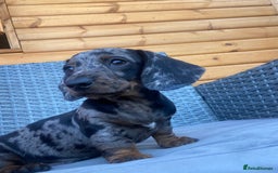 Miniature Dachshund dogs for sale: Miniature dachshunds ⭐️ 1 BOY LEFT ⭐️ - Image 4