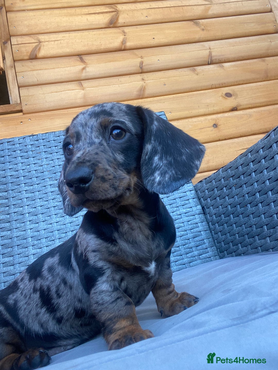 Miniature Dachshund dogs for sale: Miniature dachshunds ⭐️ 1 BOY LEFT ⭐️ - Image 4