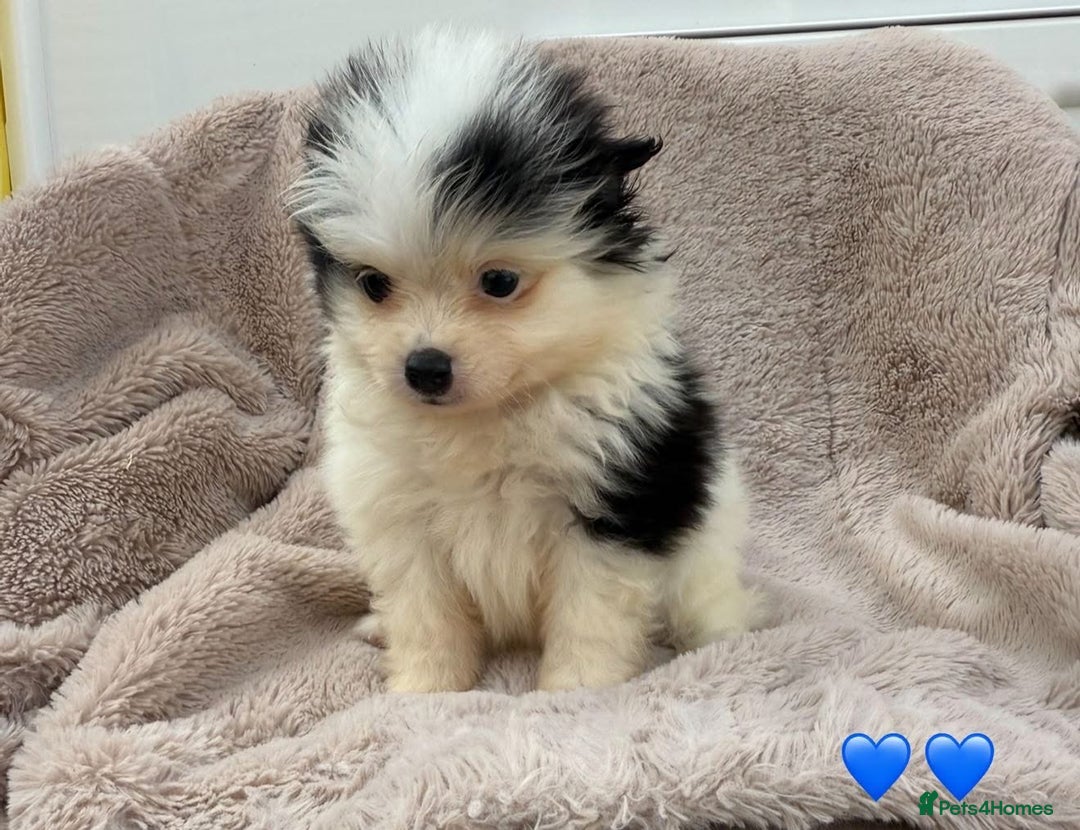 Pomeranian dogs for sale: Pomeranian - Image 7