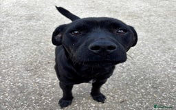 Patterdale Terrier dogs for adoption: Paddy the Patterdale wants a new forever home - Image 2