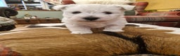 West Highland Terrier dogs for sale: WEST HIGHLAND TERRIER, BITCH PUPPIES X TWO. - Advert 5