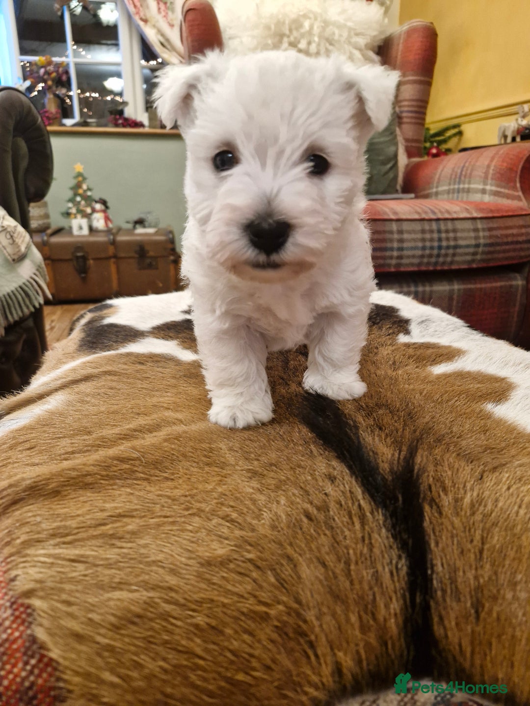 West Highland Terrier dogs for sale: WEST HIGHLAND TERRIER, BITCH PUPPIES X TWO. - Advert 5