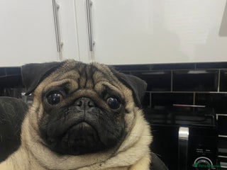 Pug dogs Kc reg stud pug in Waltham Cross - Advert 5