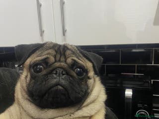 Pug dogs Kc reg stud pug in Waltham Cross - Advert 6