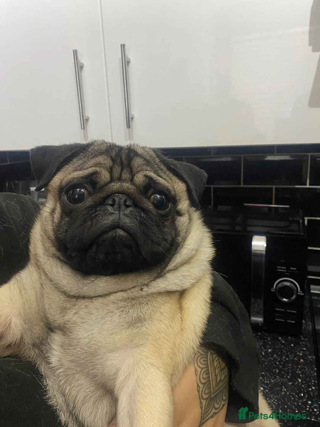 Pug dogs for stud: Kc reg stud pug in Waltham Cross - Advert 1