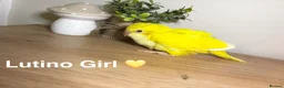 Parrots birds for sale: Stunning Quaker babies for sale! - Advert 2