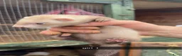 Ferret rodents for sale: Ferret kits for sale  - Advert 7