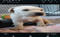 Labrador Retriever dogs for sale:  Labrador pups - Image 26
