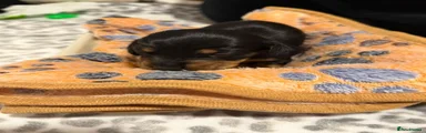 Miniature Dachshund 2