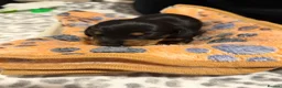 Miniature Dachshund dogs for sale: 🩷Beautiful Miniature Dachshund Girls🩷 in Thetford - Advert 10