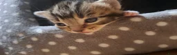 Mixed Breed cats for sale: Four adorable kitten - one boy and three girls - Advert 11