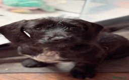 Mixed Breed dogs for sale: 1 Beautiful DoxiPoo girl left!  - Image 6