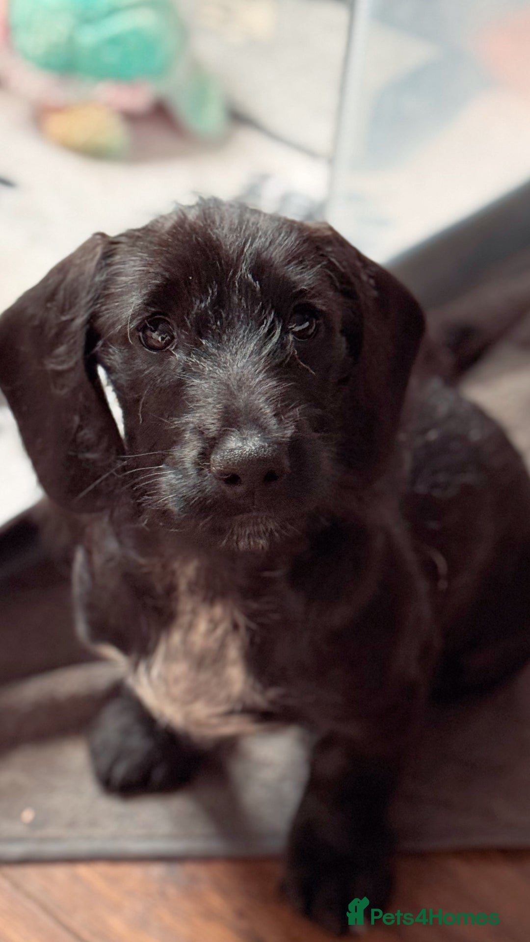 Mixed Breed dogs for sale: 1 Beautiful DoxiPoo girl left!  - Image 6