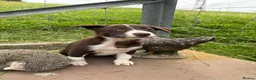 Border Collie dogs for sale: 4 Border Collie ISDS Registered Pups for Sale - Advert 22