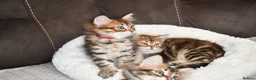 Siberian cats for sale: Pedigree Siberian Kittens from Tunguska House - Advert 19
