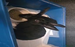 Mini Lion Lop rabbits for sale: Male mini lion lop - Image 1