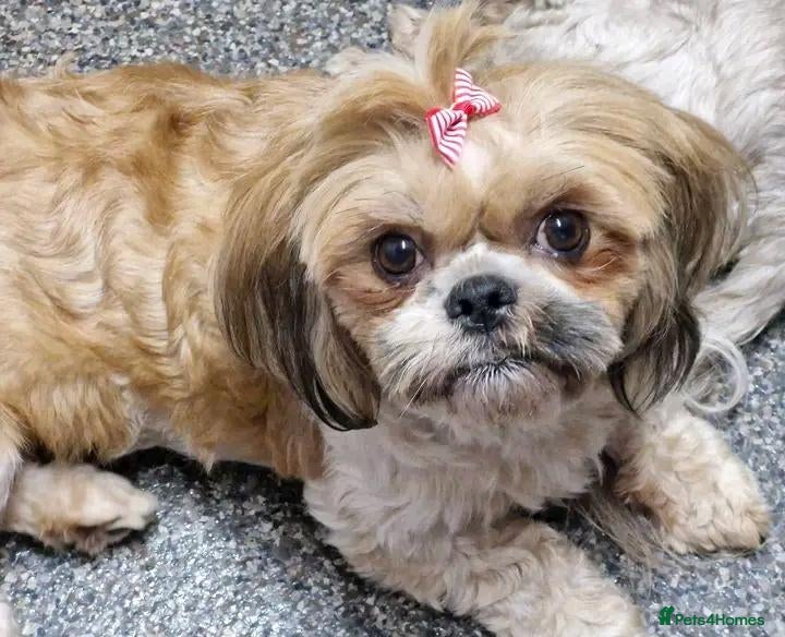 Shih Tzu dogs Beautiful Shih Tzu Puppies – 2 Girls & 3 Boys - Advert 1