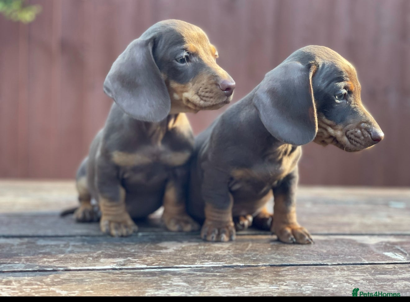 Miniature Dachshund dogs Ready NOW Mini Dachshunds  - Advert 2