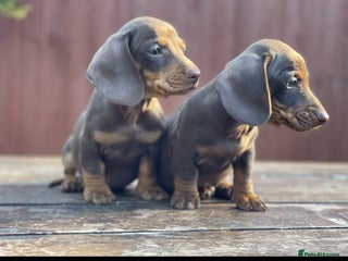 Miniature Dachshund dogs Ready NOW Mini Dachshunds - Advert 2