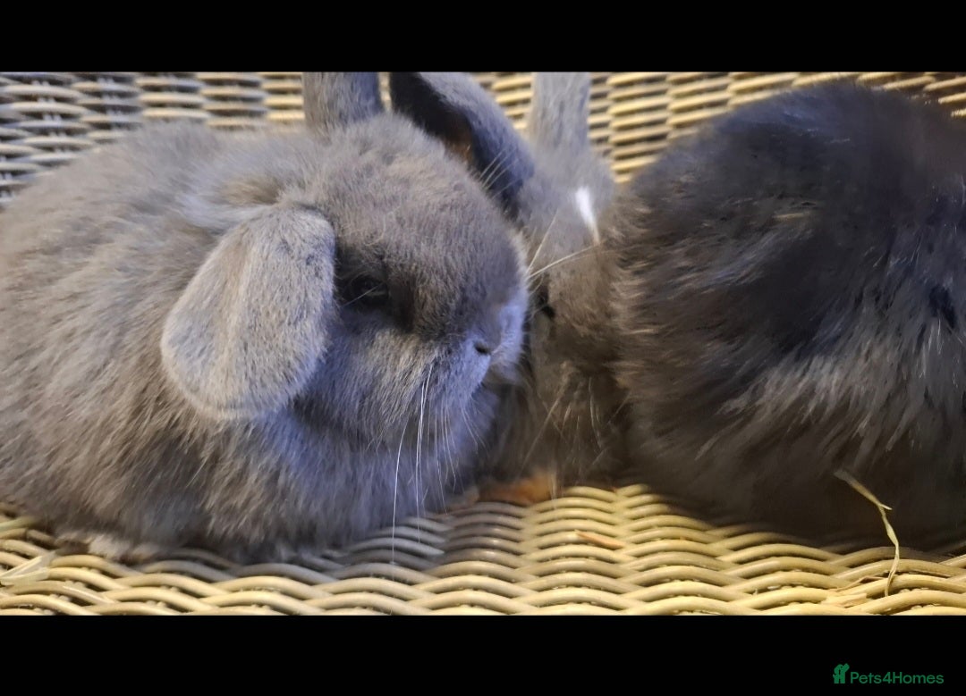Mini Lop rabbits for sale: Bundle of fluffs ready to be reserved  - Advert 9