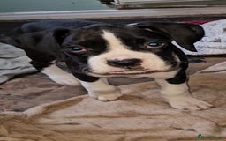 Boxer dogs for sale: READY NOW Kc reg sealed brindle fully vac  - Image 17