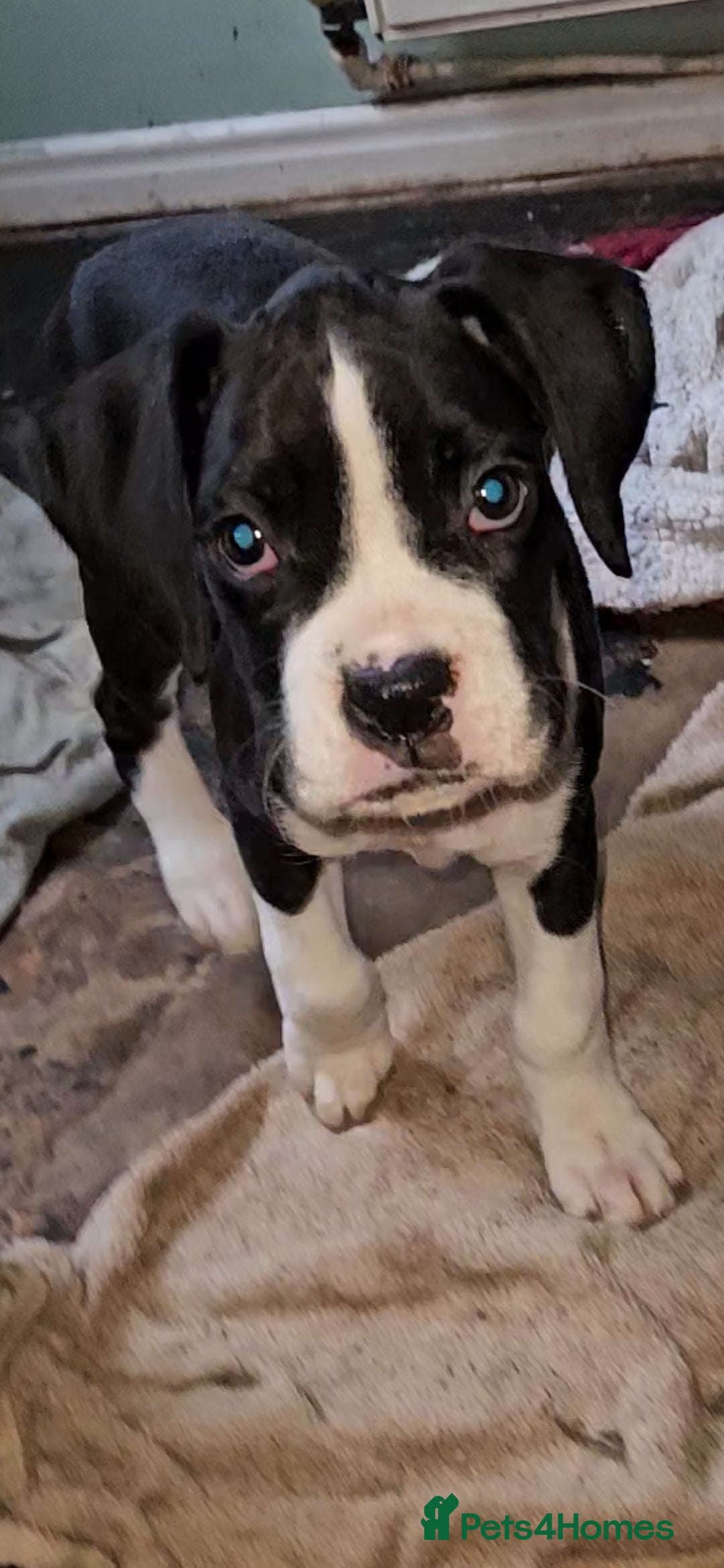 Boxer dogs for sale: READY NOW Kc reg sealed brindle fully vac  - Image 17