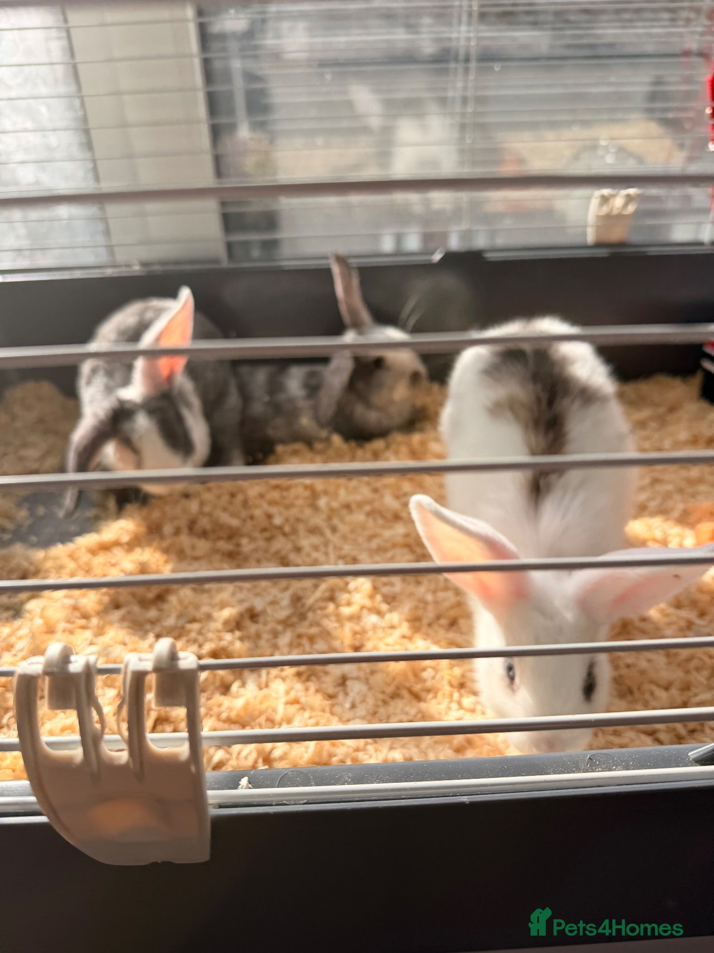 Mixed Breed rabbits Baby rabbits for sale - Advert 2