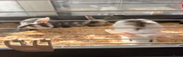 Mixed Breed rabbits for sale: Baby rabbits for sale - Advert 2