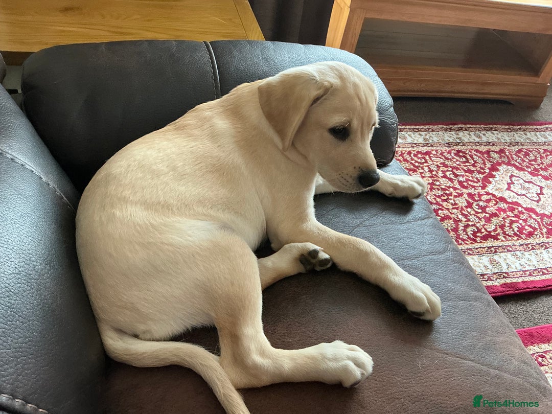 Labrador Retriever dogs for sale: Labrador retriever  - Image 7