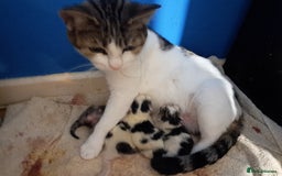Mixed Breed cats for sale: Kittens - Image 1