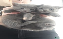 Bengal cats for sale: READY NOW 1 kitten left - Image 3