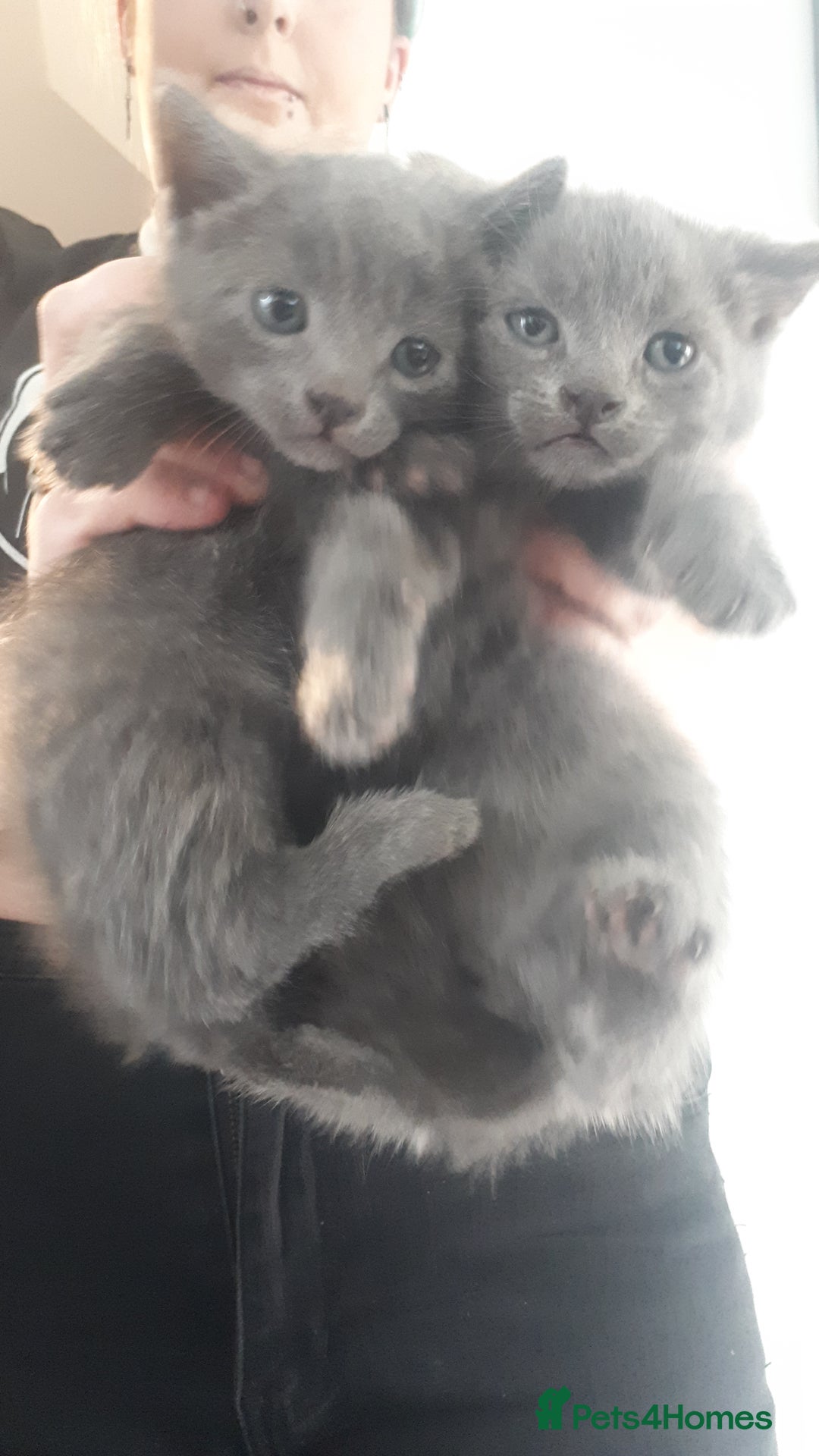 Bengal cats for sale: READY NOW 1 kitten left - Image 3