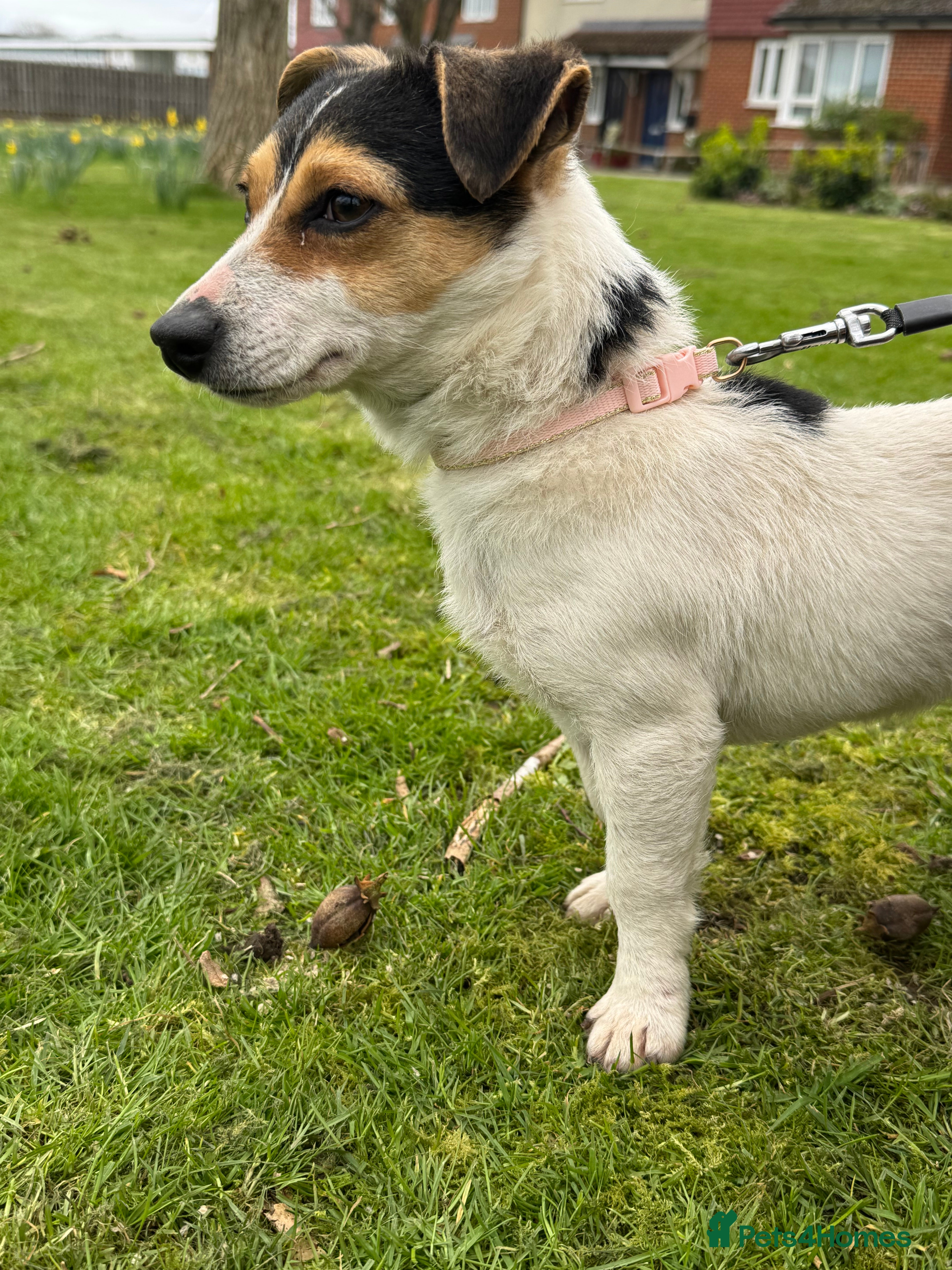 Jack Russell dogs Jack Russel girl 11 months - Advert 1