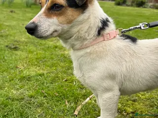 Jack Russell dogs Jack Russel girl 11 months - Advert 8
