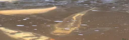 Koi Carp fish for sale: Fish pond plus fish  in Swadlincote - Advert 19