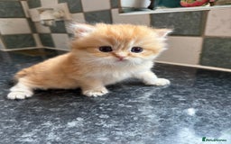 British Longhair cats for sale: GCCF reg BLH Chocolate Golden Blue/Green/Odd Eyes - Image 7