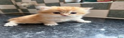 British Longhair cats for sale: New Litters Available GCCF reg BLH Golden Kitten - Advert 5