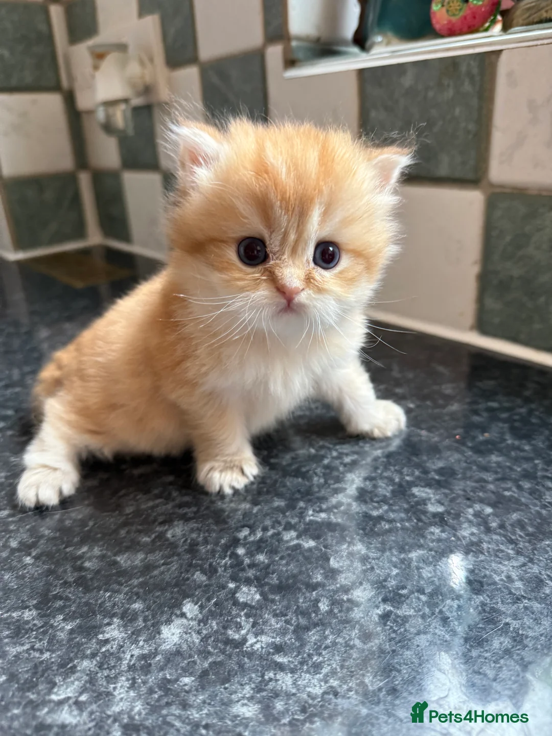 British Longhair cats for sale: GCCF reg BLH Last Chocolate Golden Male Kitten - Advert 8