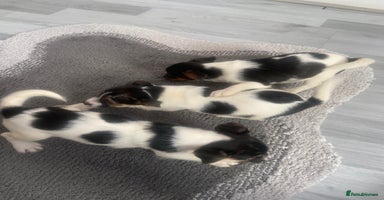 Jack Russell dogs - Advert 10