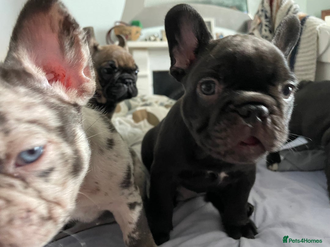 French Bulldog dogs for sale: French Bulldog - Advert 10