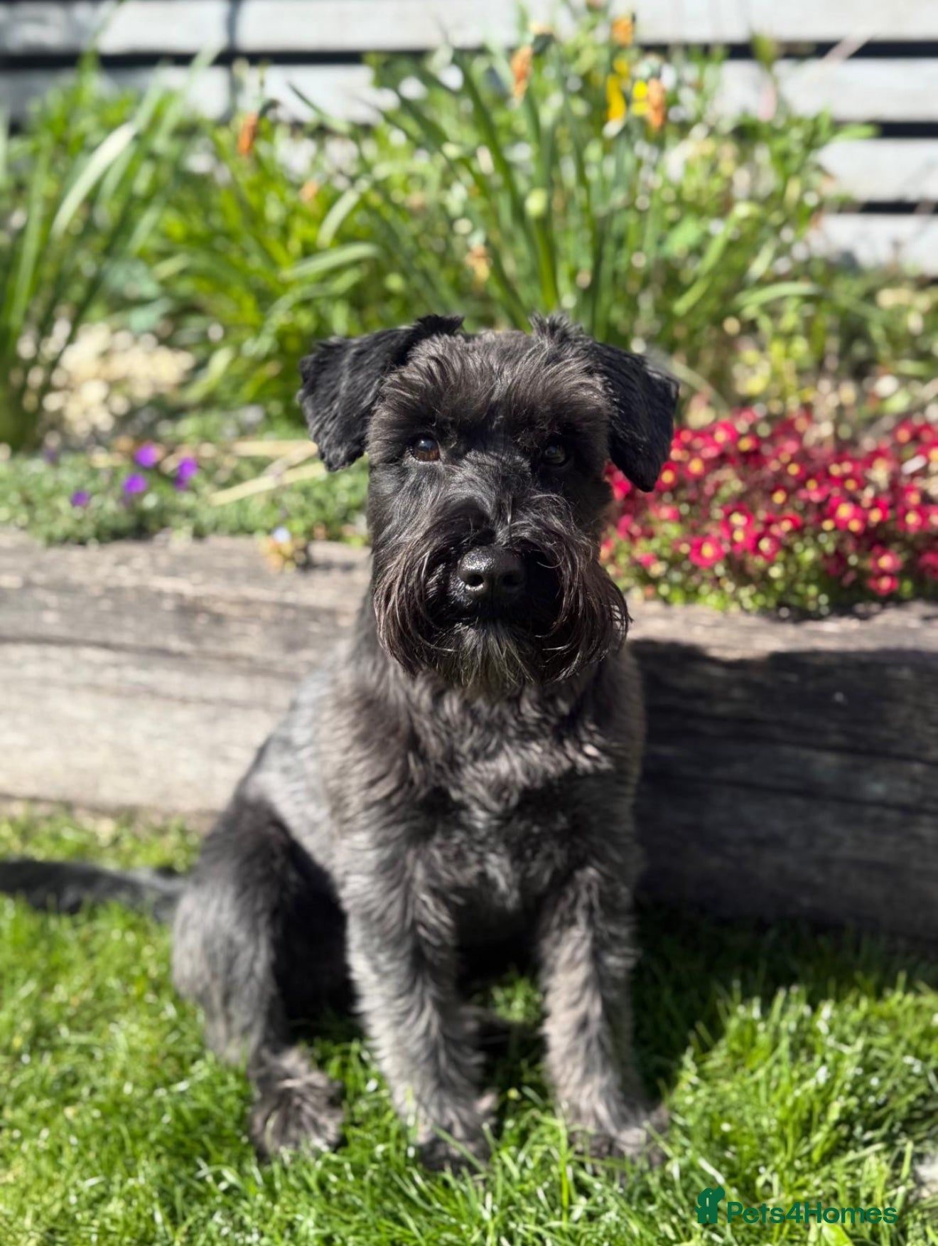 Miniature Schnauzer dogs Miniature Black Schnauzer - Advert 1