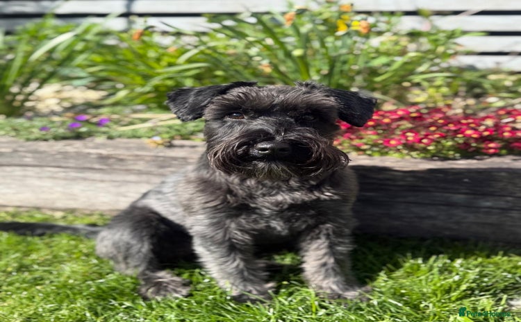 Miniature Schnauzer dogs - Advert 10