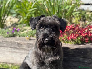 Miniature Schnauzer dogs Miniature Black Schnauzer - Advert 9