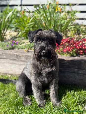 Miniature Schnauzer dogs - Advert 1