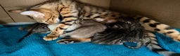 Bengal cats for sale: Beautiful Bengal cross kittens  - Advert 1