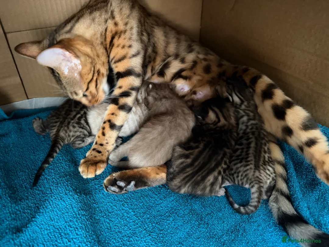 Bengal cats for sale: Beautiful Bengal cross kittens  - Advert 1