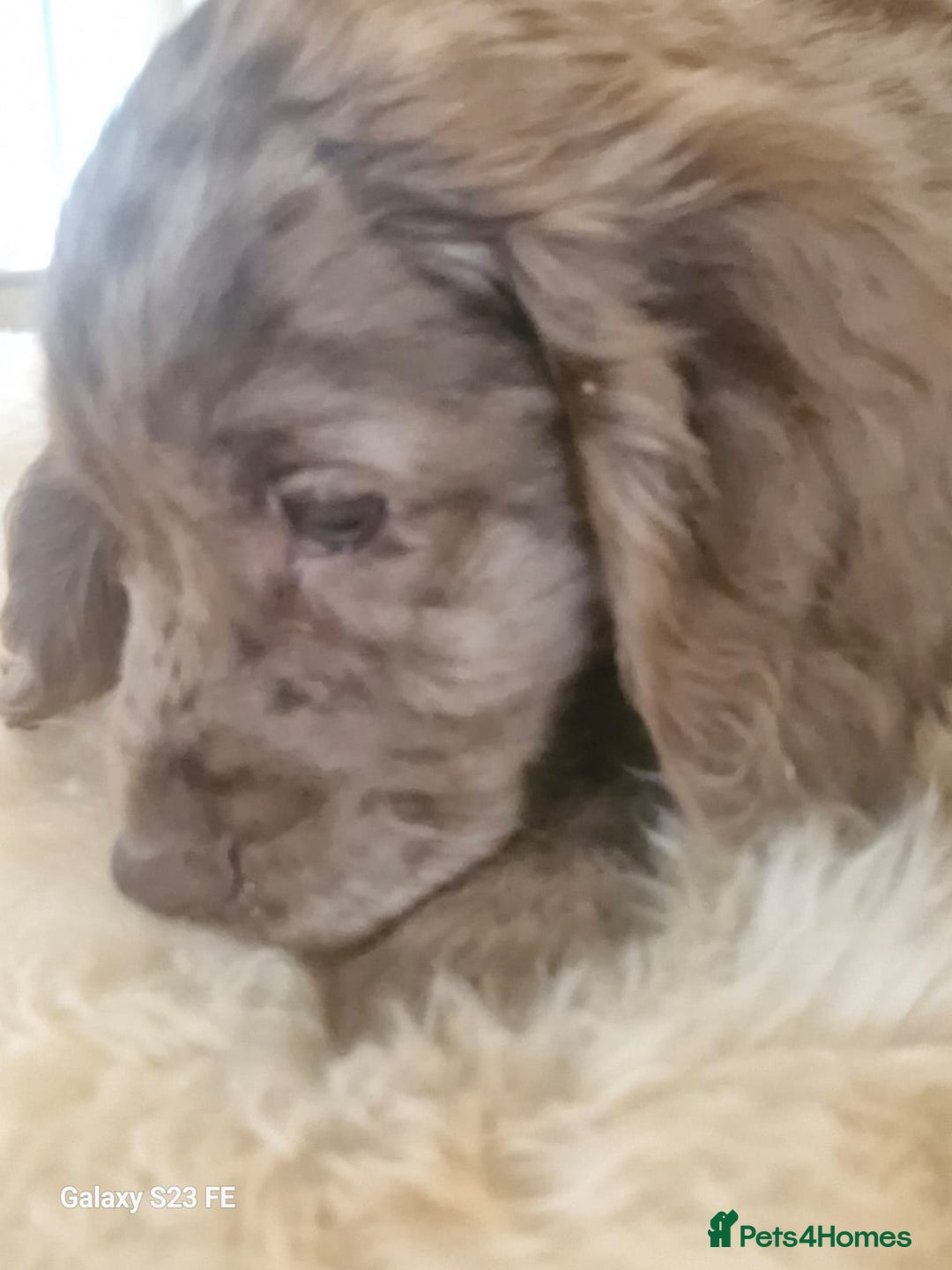 Cocker Spaniel dogs for sale: Cocker Spaniel puppies  - Image 25